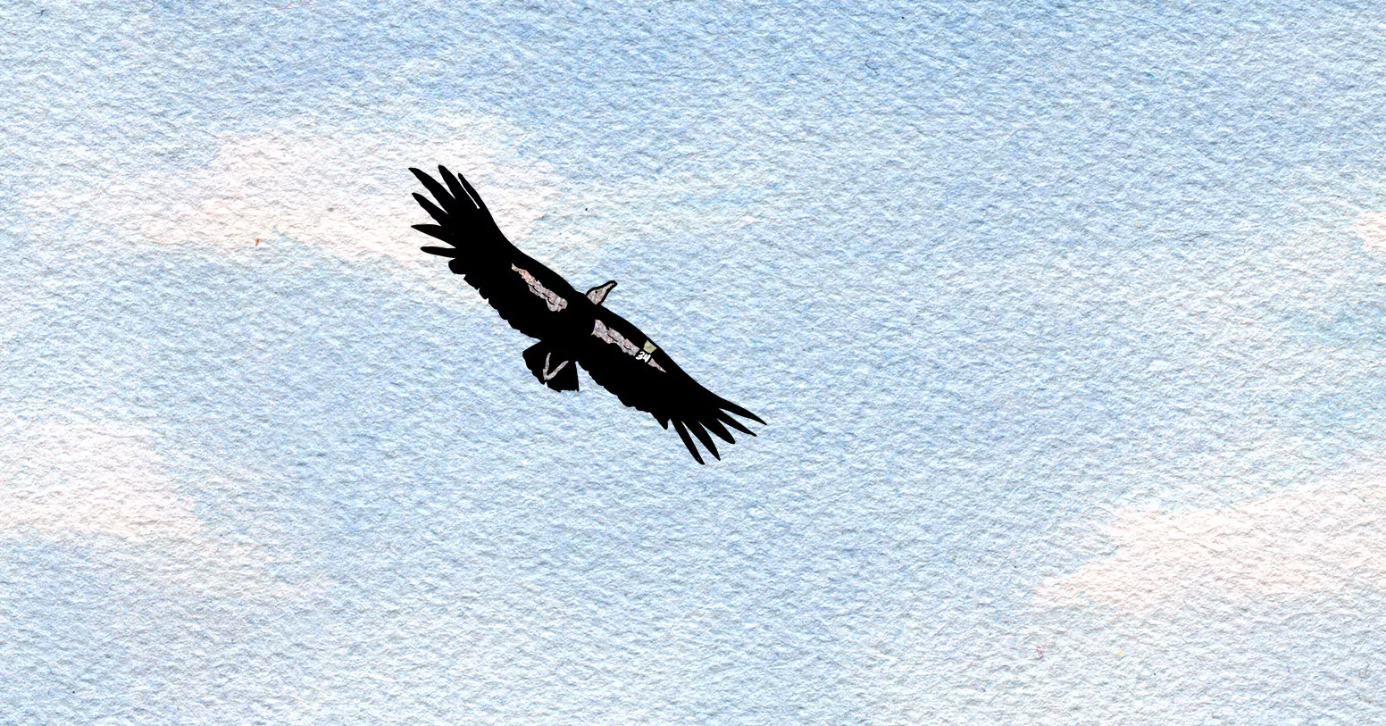 Is The California Condor The Endangered Species Acts Last